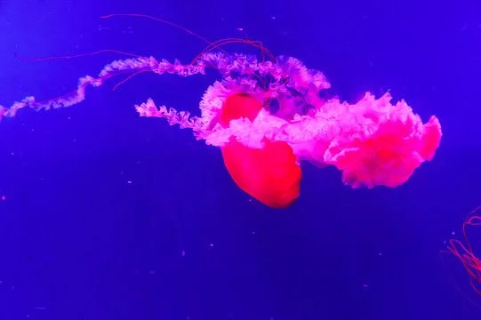 梦幻水母捕捉攻略：沉眠之海钓点虾饵攻略及多功能利用